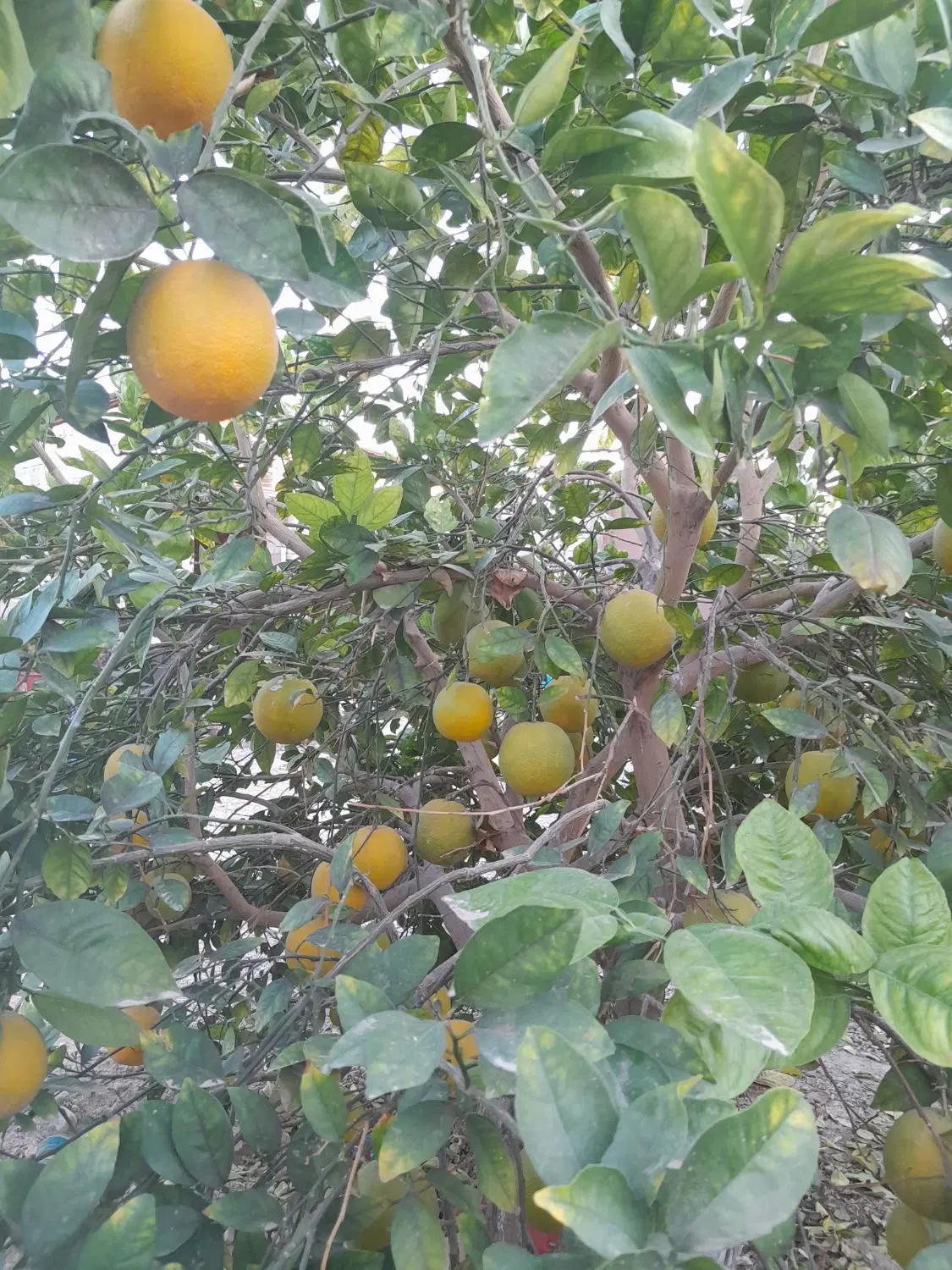 معاوضه زمین کهنوج