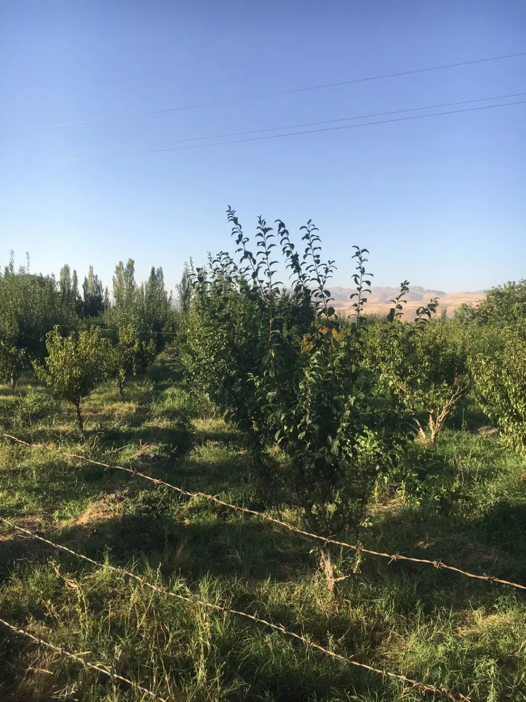 زمین