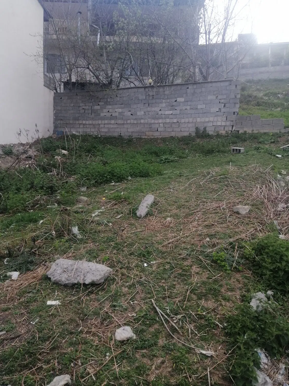 زمین مسکونی پاشاکلا چلاو