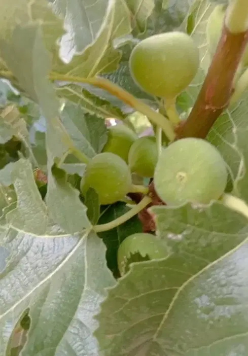 باغ انجیر (1هکتار)