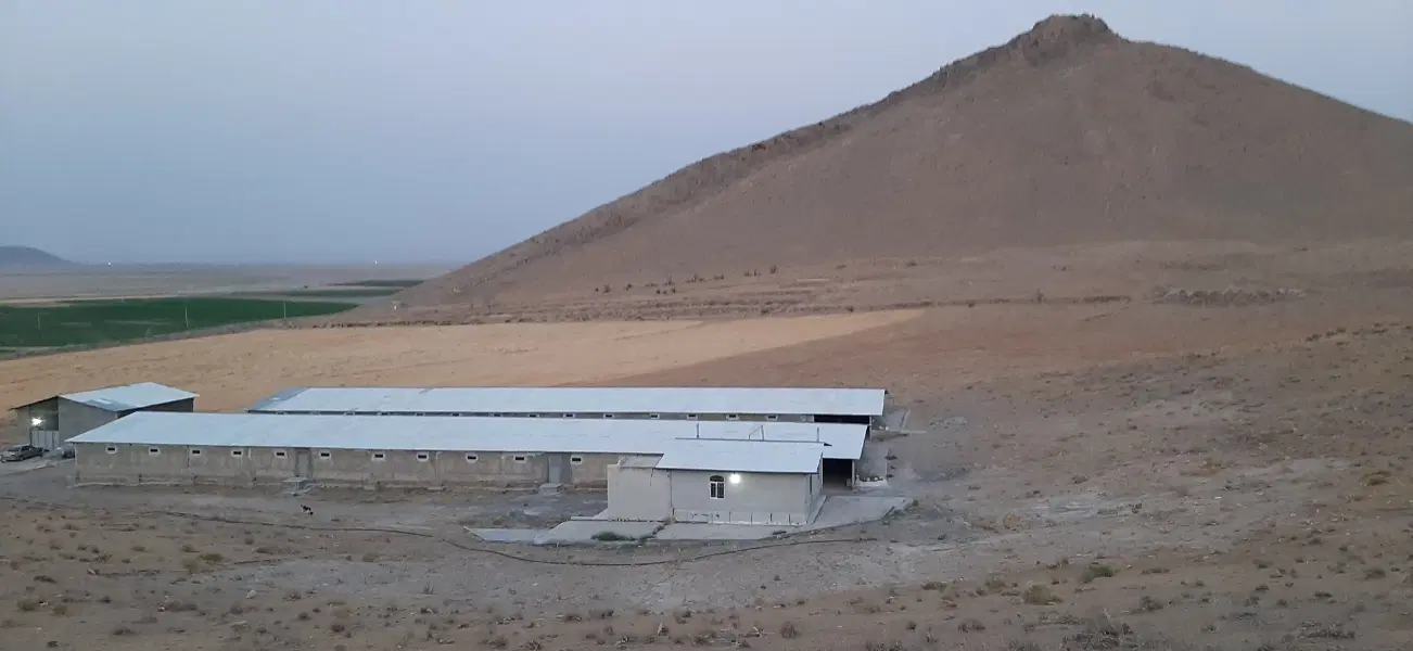 مشارکت در جوجه ریزی مرغداری گوشتی