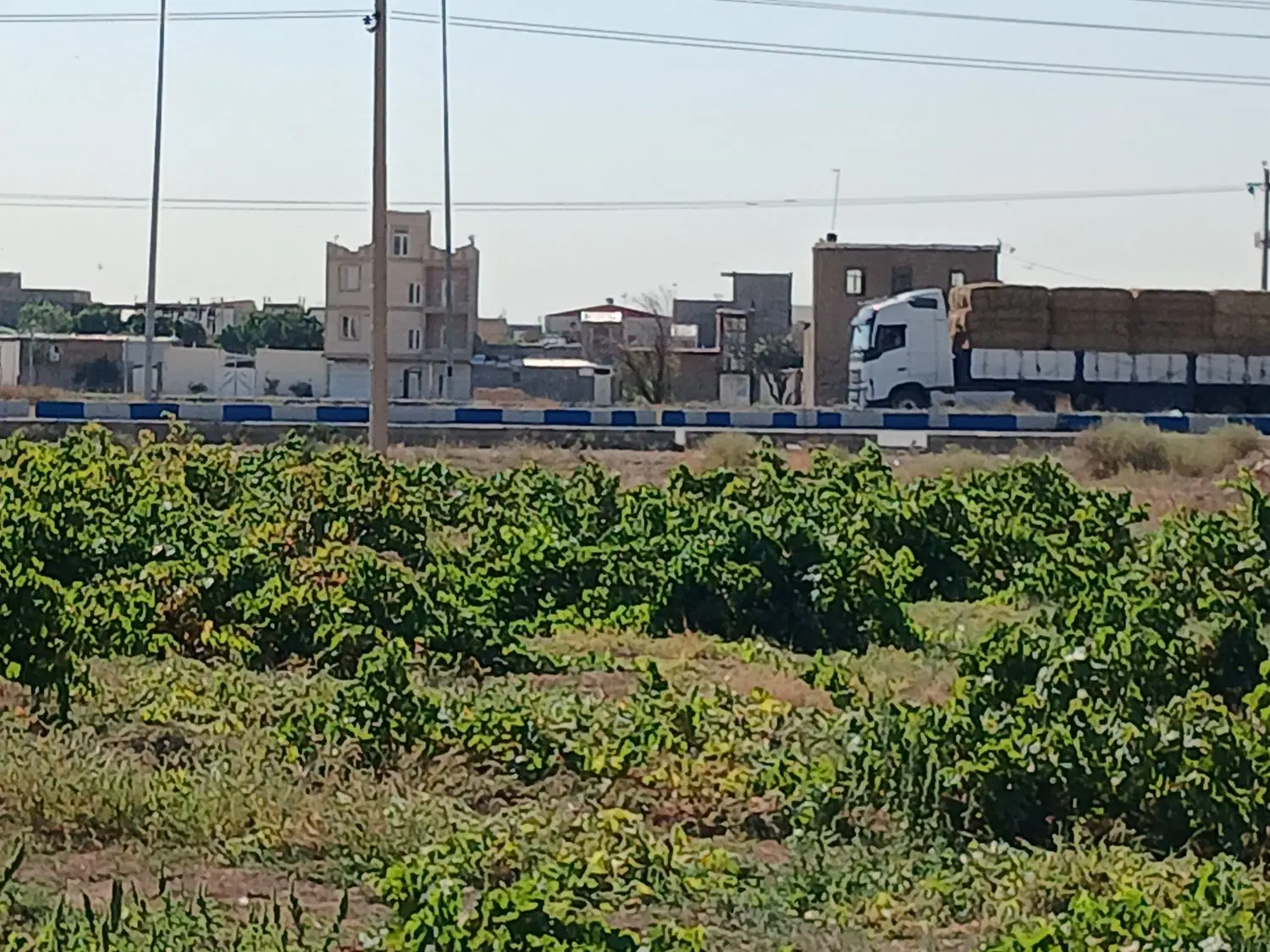 باغ انگور وباغ بادام
