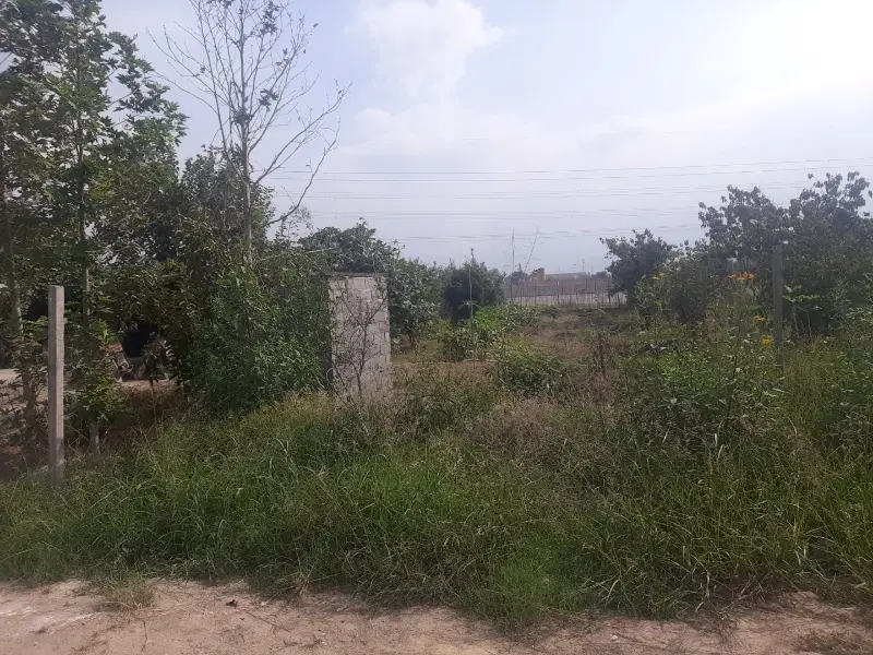 زمین باغی
