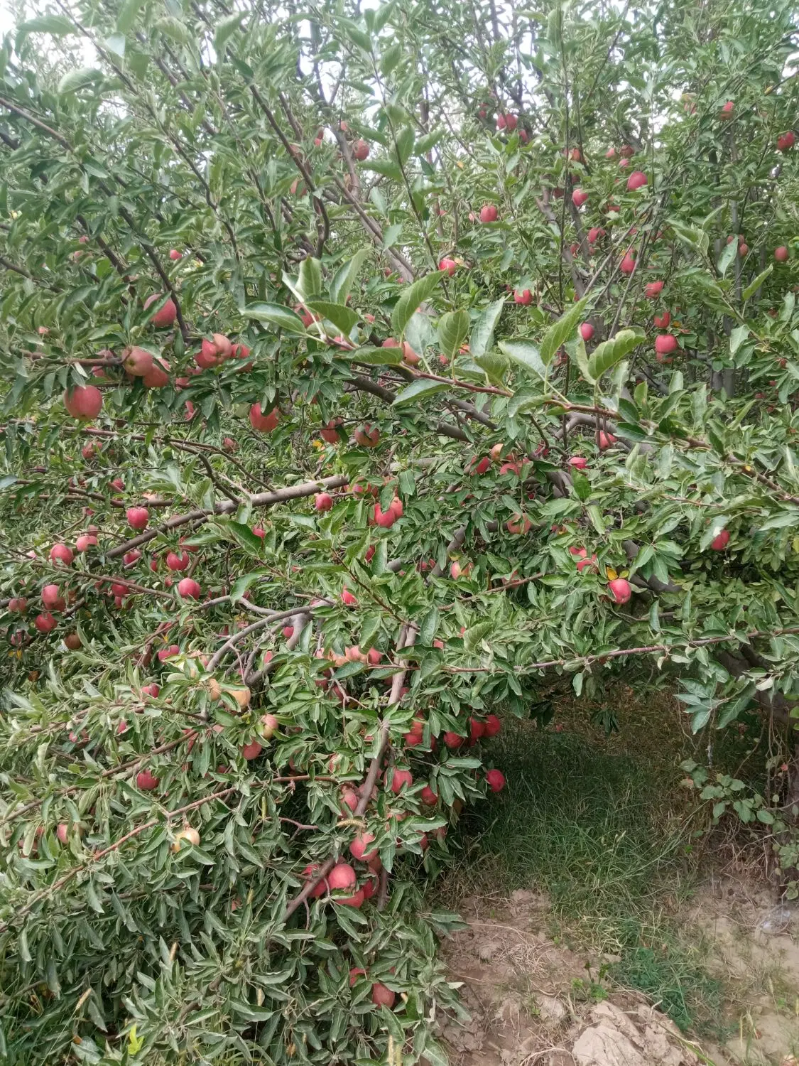 سیب اجاره ای