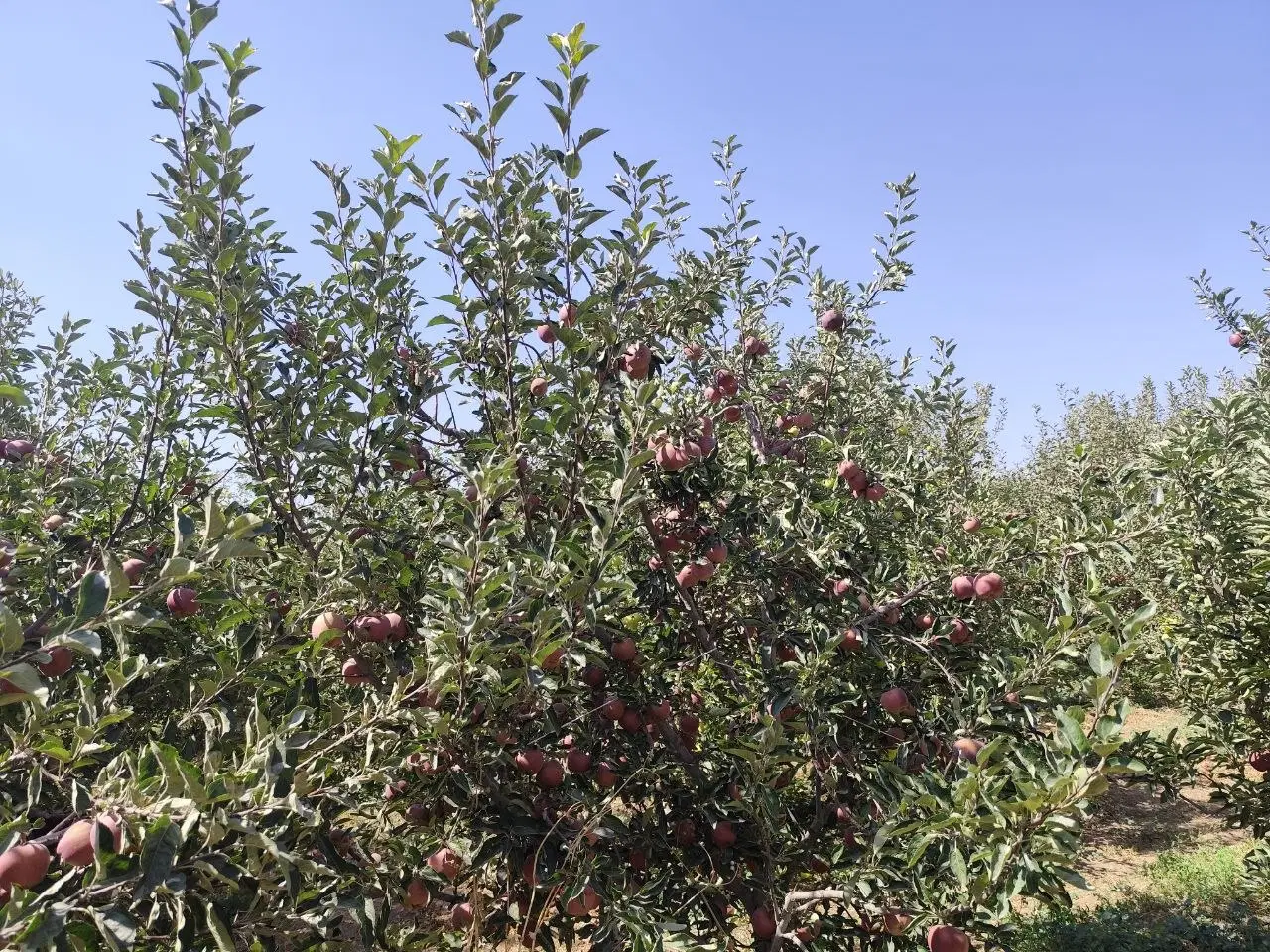 ۲۰۰۰ متر باغ مثمر الهیه آبسرد