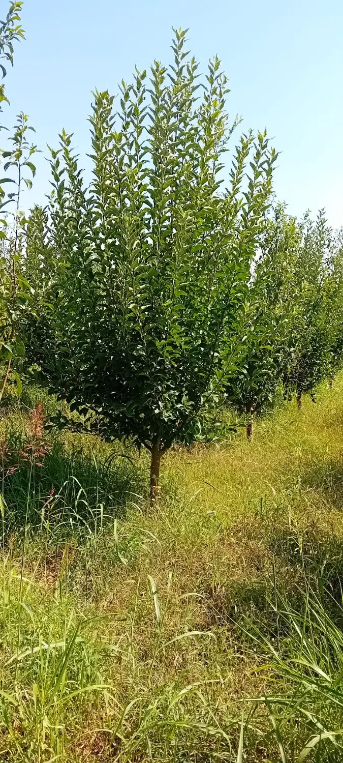 باغچه سیب  روستایه تپه مکی