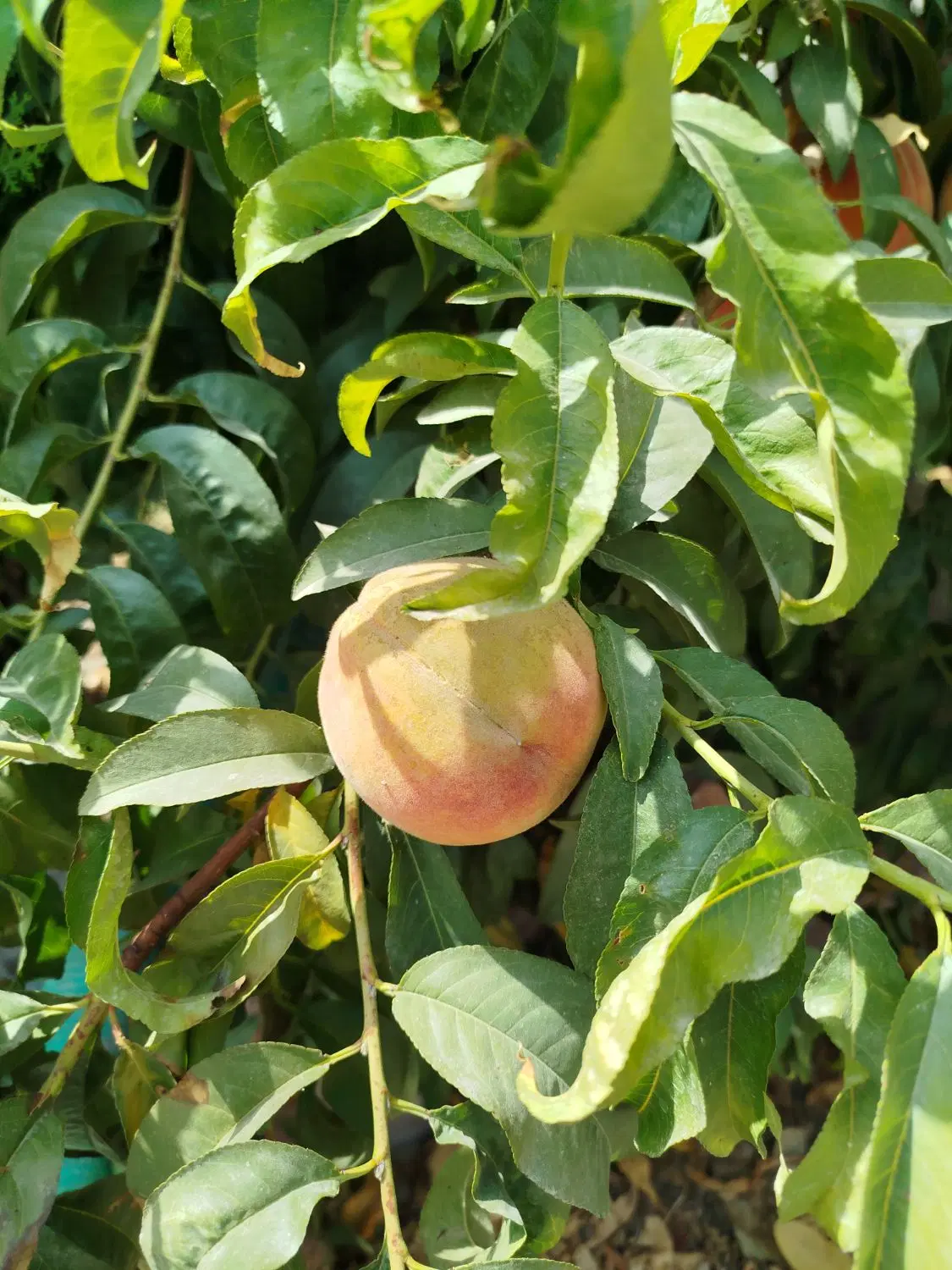 فروش باغ.باغچه.ویلا.