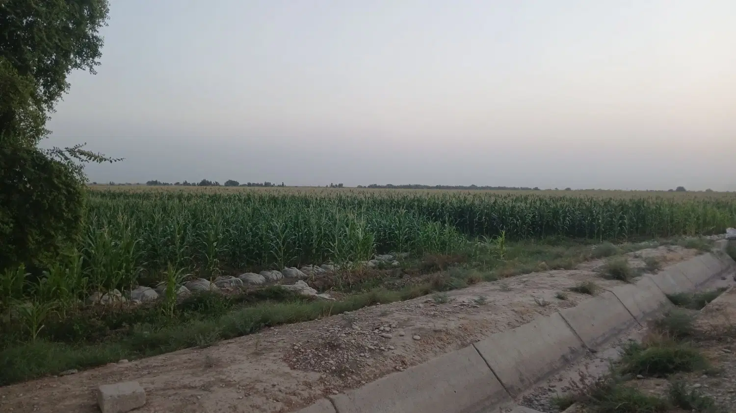 اجاره زمین کشاورزی برای یک فصل
