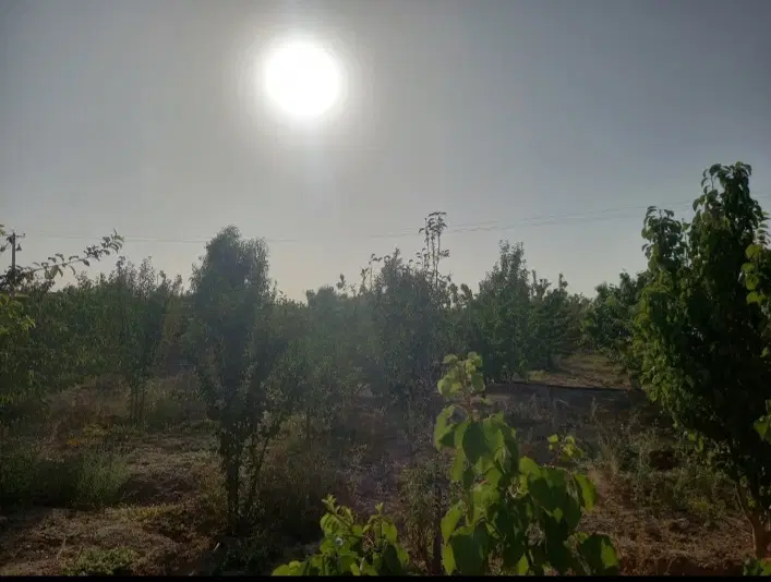 چهاردیواری باغ بادرختان ۵ساله اجیلی با امکانات