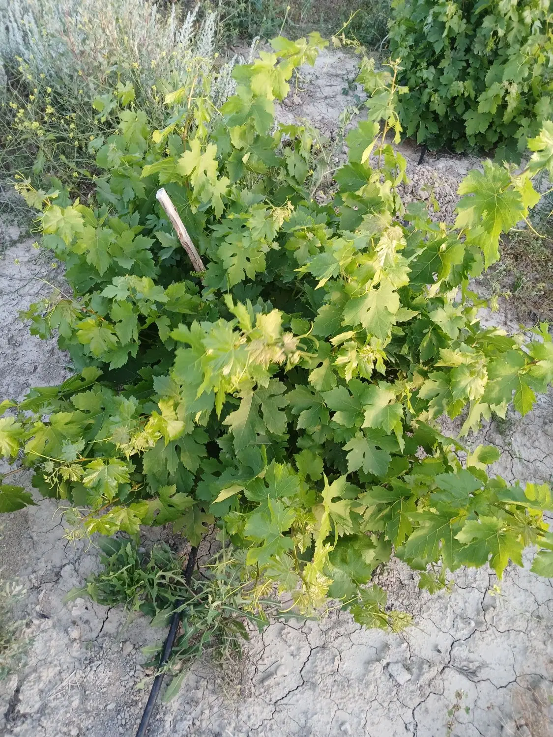 زمین باغ شهری