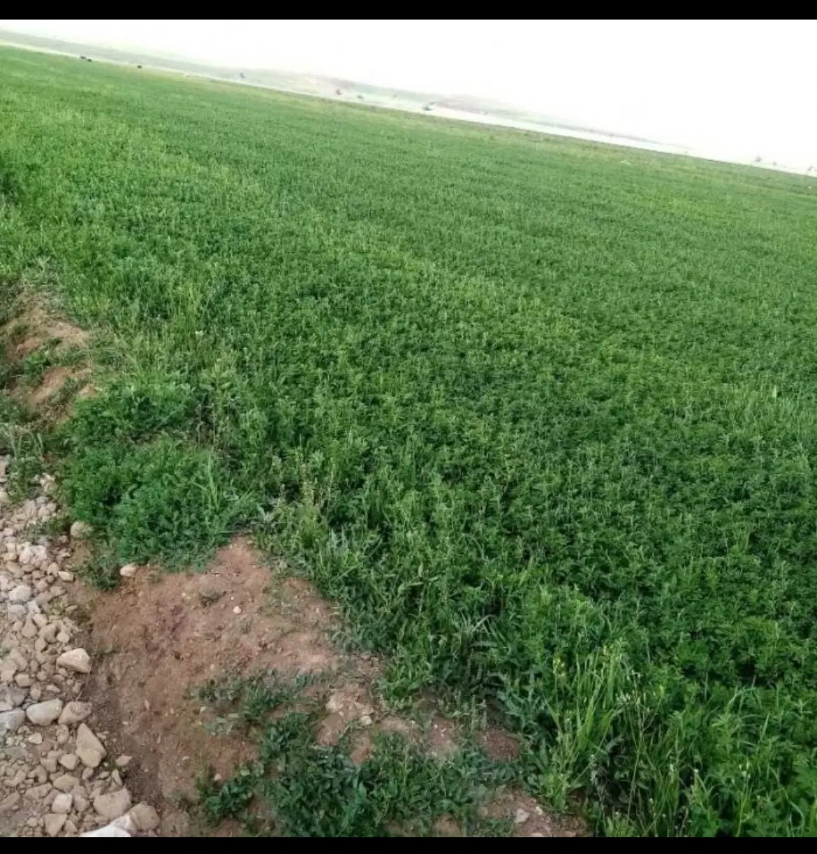 فروش زمین کشاورزی ۳۲ هکتار
