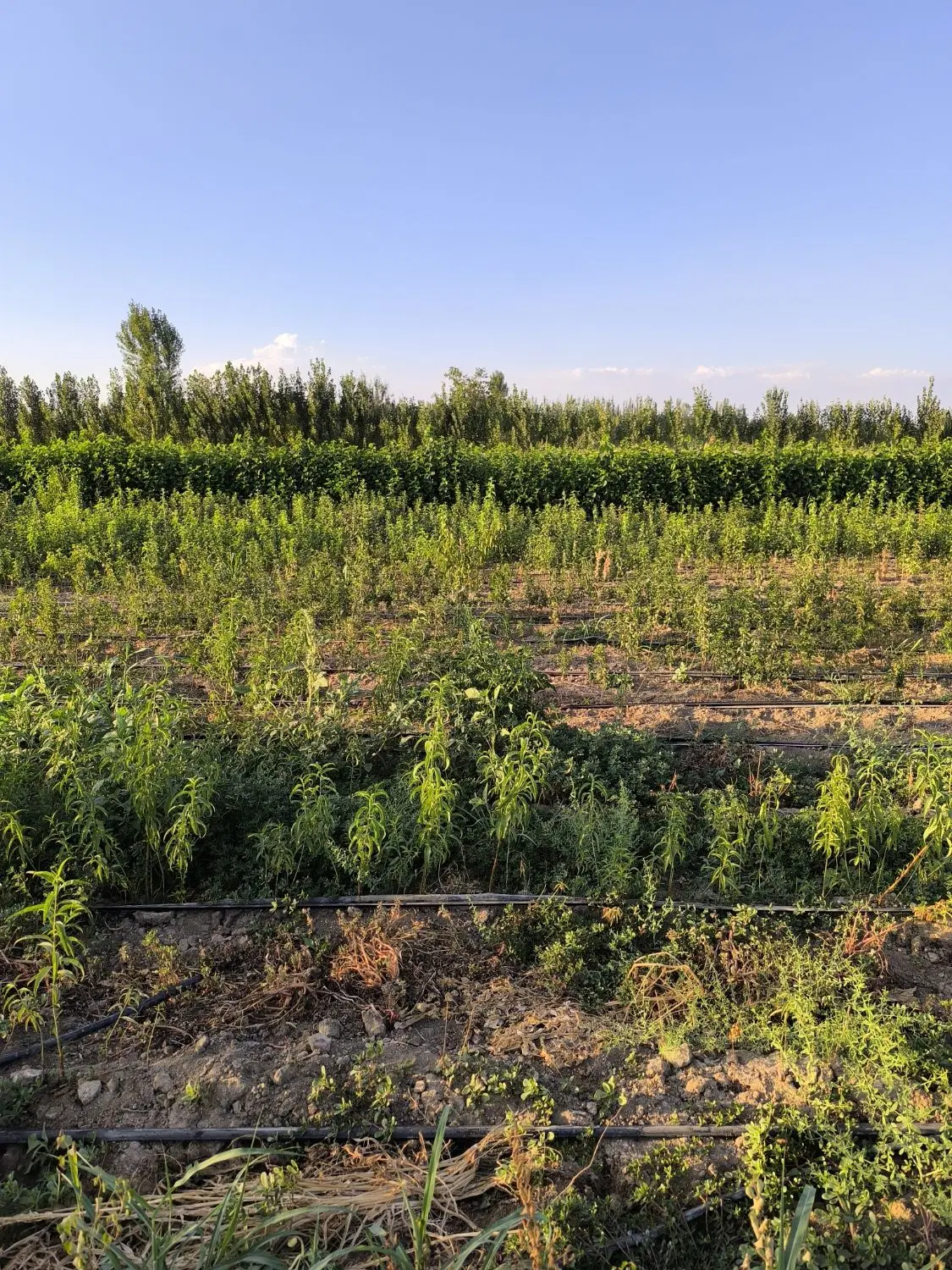 زمین کشاورزی برای گوجه کاری
