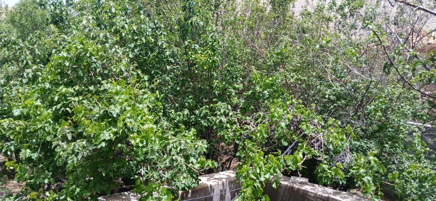 خانه باغ بنادک سادات 305 متر