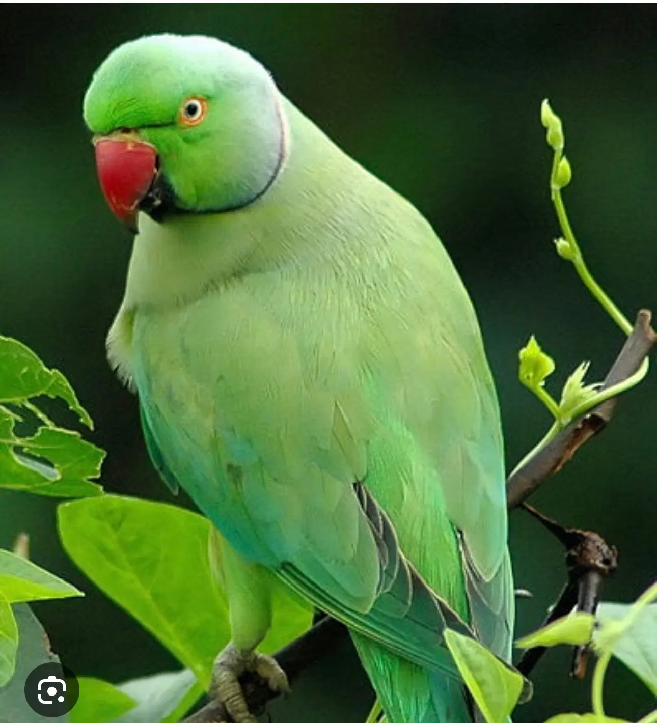 مغازه اجاره پیتون