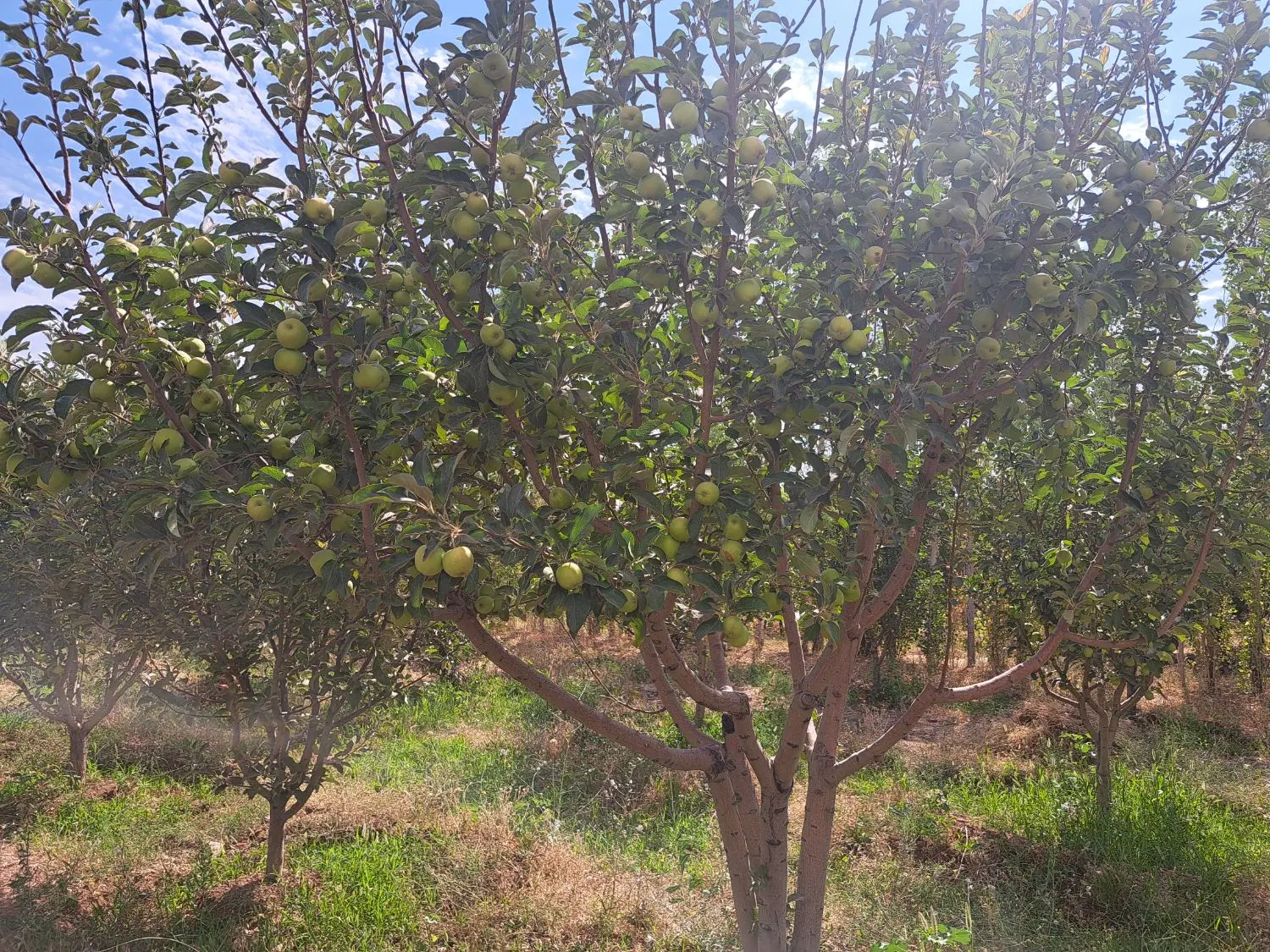 روستای بان وگلشن