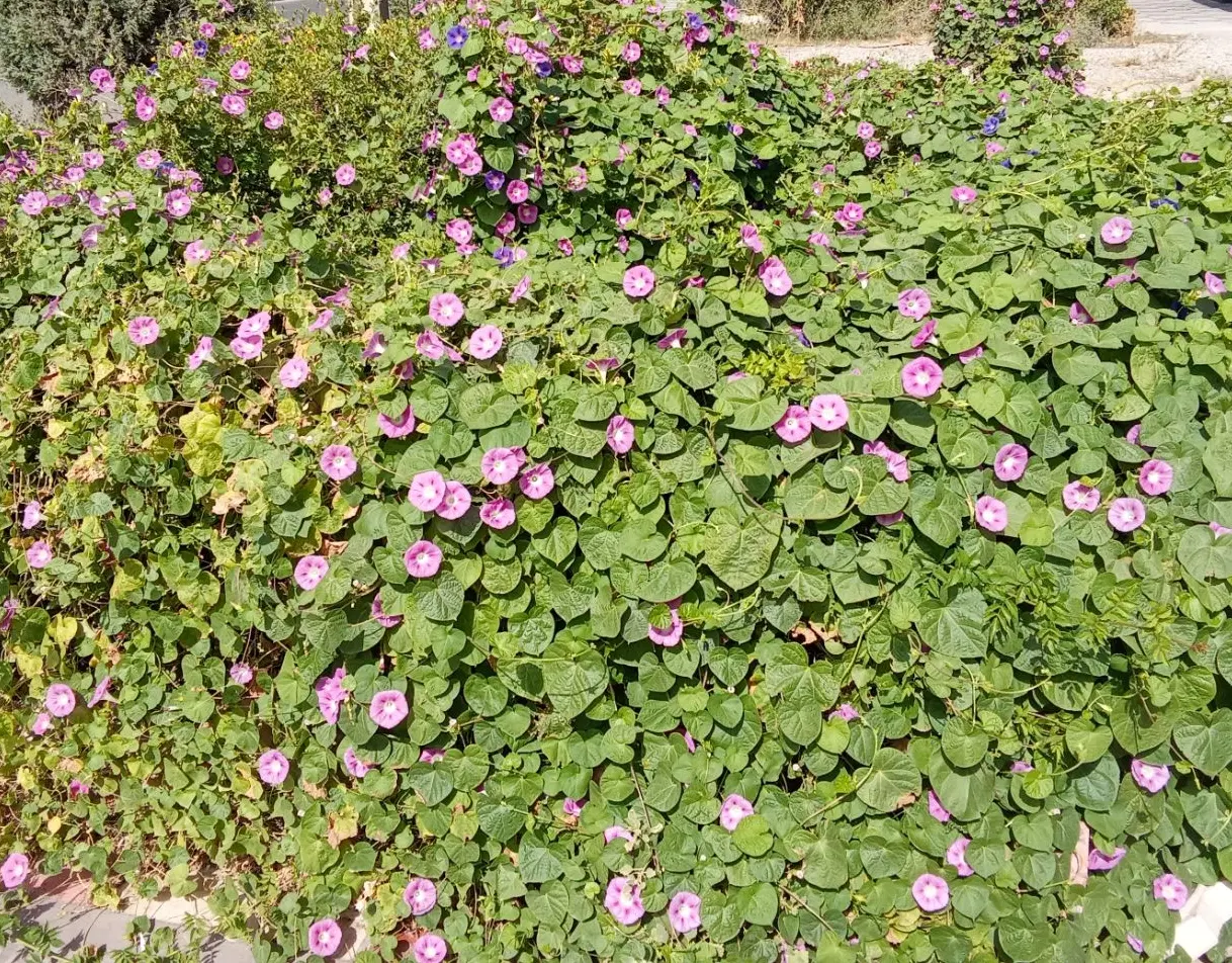 ۲۲۵متری تهاتر گلستان ها