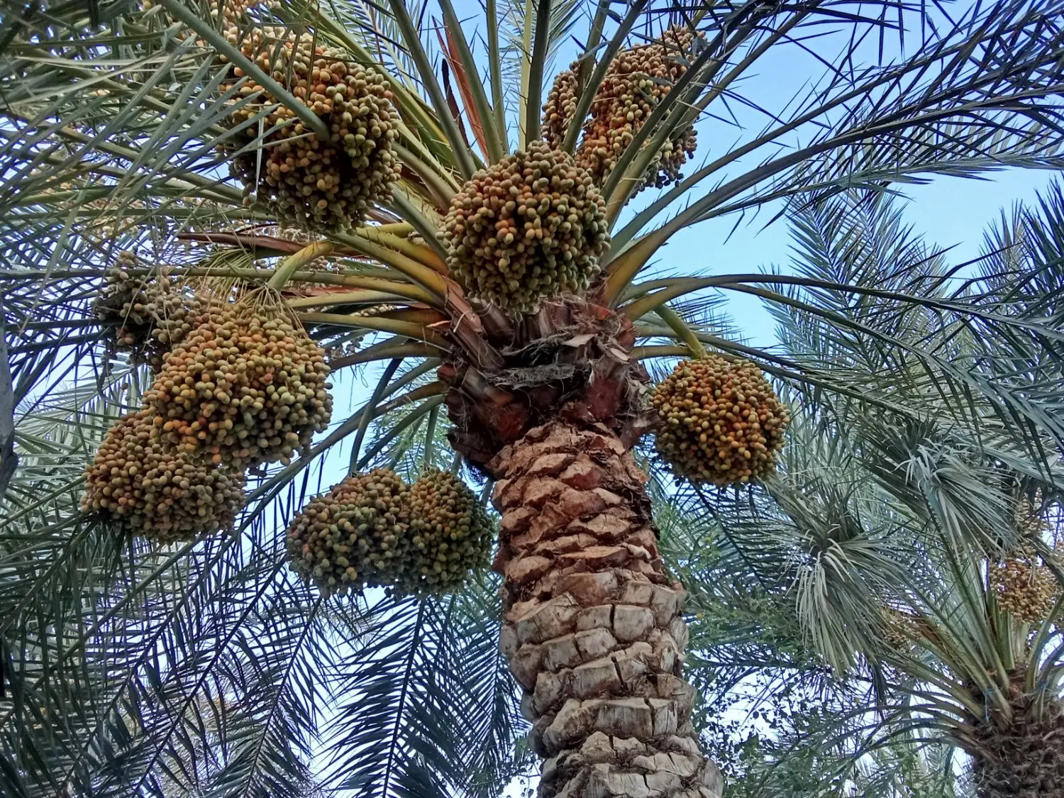 خانه در منیوحی نهر ابودیره ها