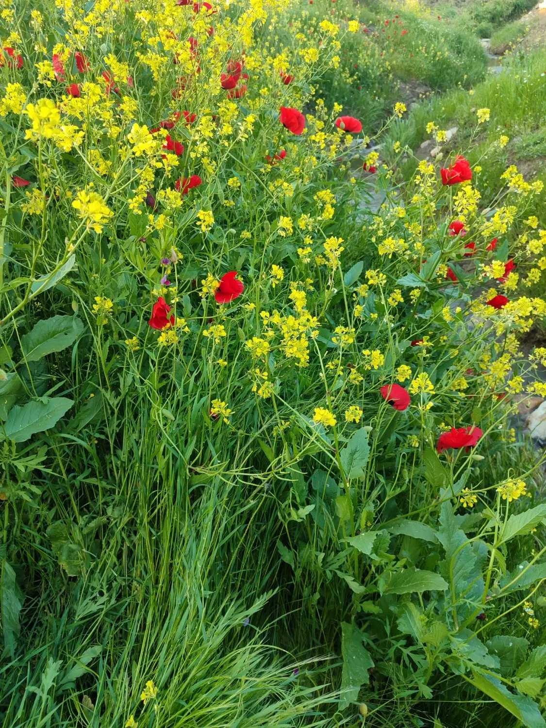 زمین ریحانه 8