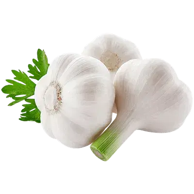 ۲ هکتار اجاره زمین کشاورزی برای کشت سیر