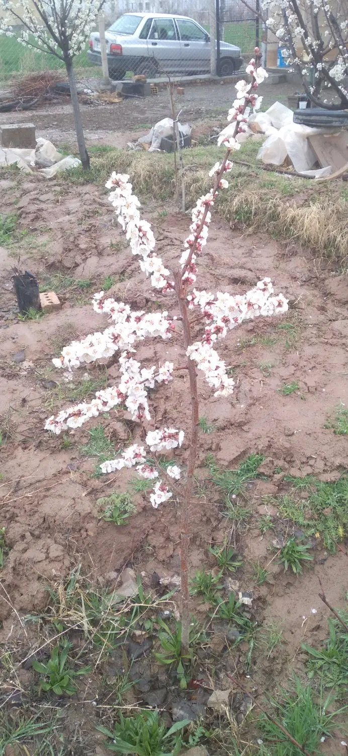 باغ