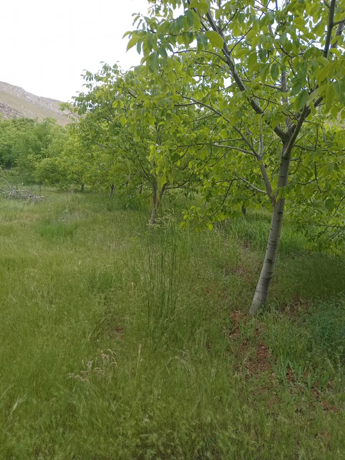 باغ گردنه صلوات آباد