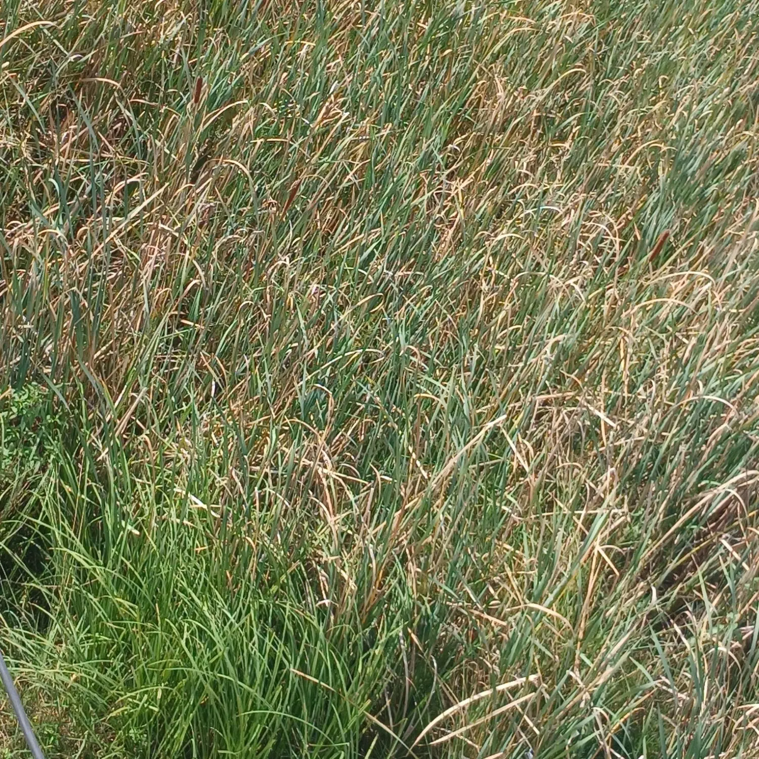 متراژ۱۸۶۱ متر واقع در روستای زردکام شفت