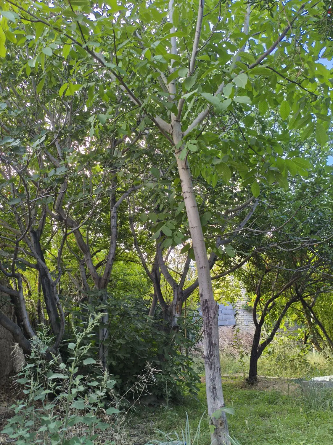 باغ سرسبز مهریز یزد
