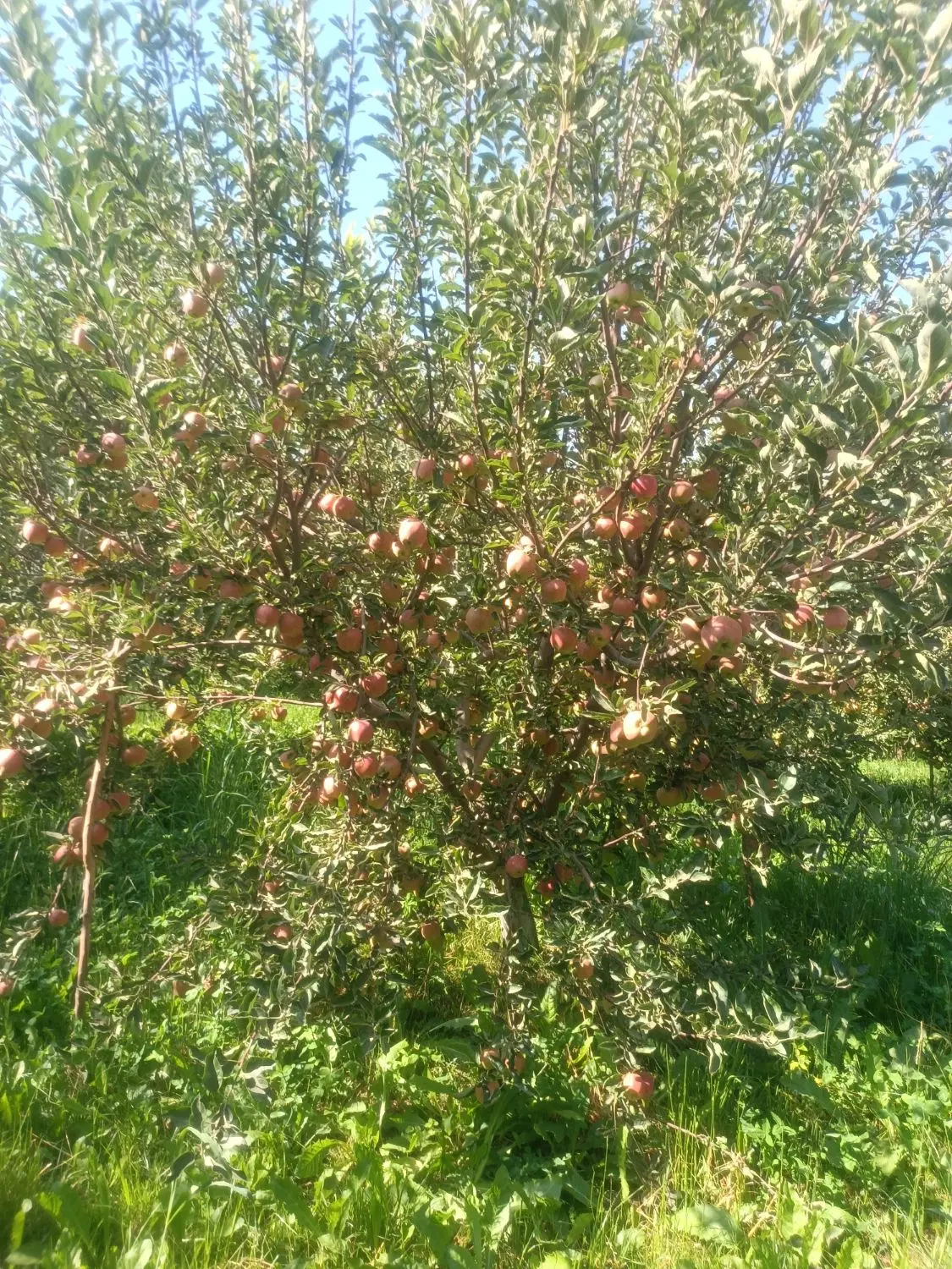 خرید و فروش باغ ویلا گلدشت