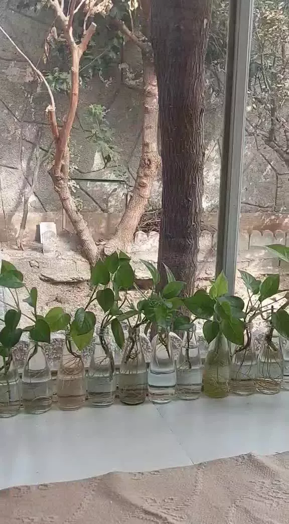باغچه باغ ویلا