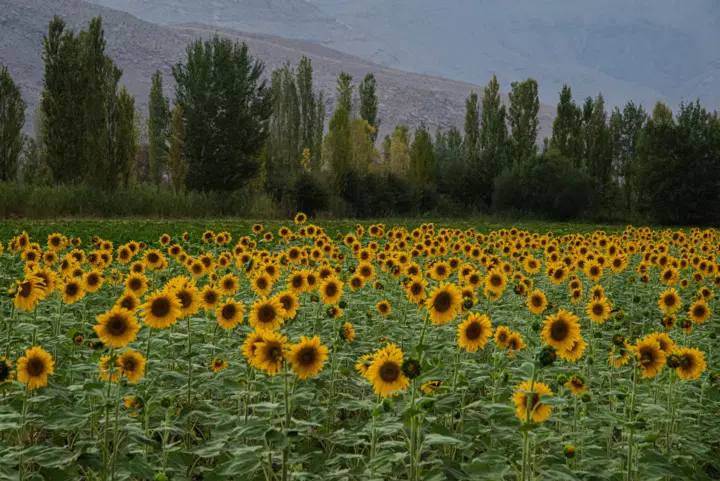 فروش زمین کشاورزی