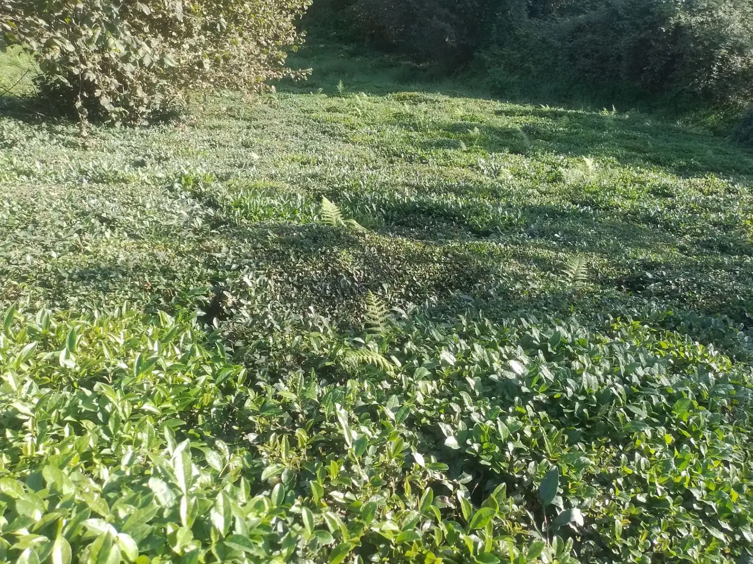 فروش باغ چایی