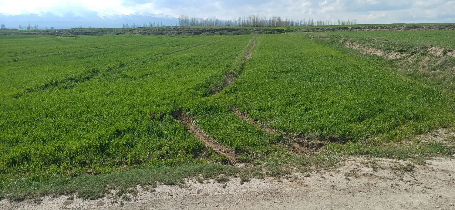زمین زراعی