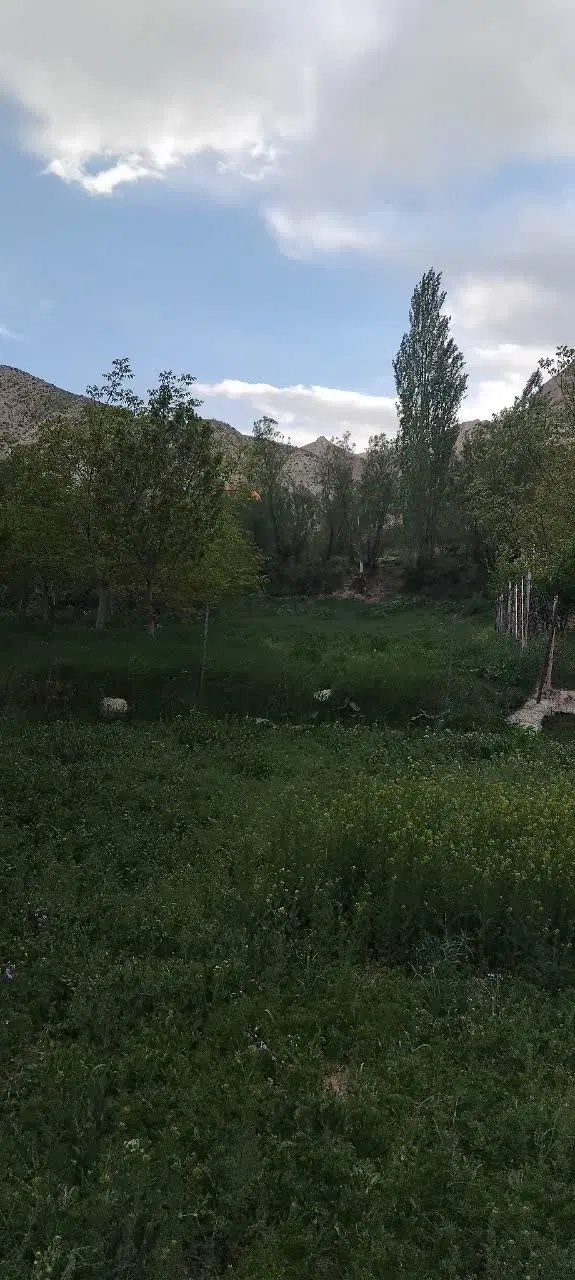 زمین تنگه واشی