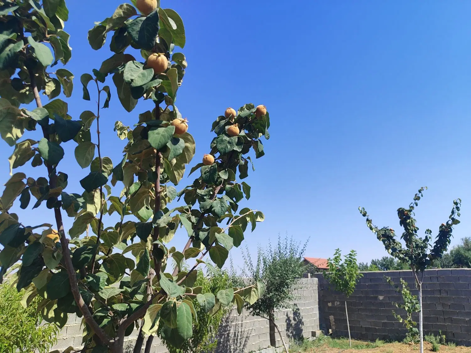 فروش باغ خان زنیان