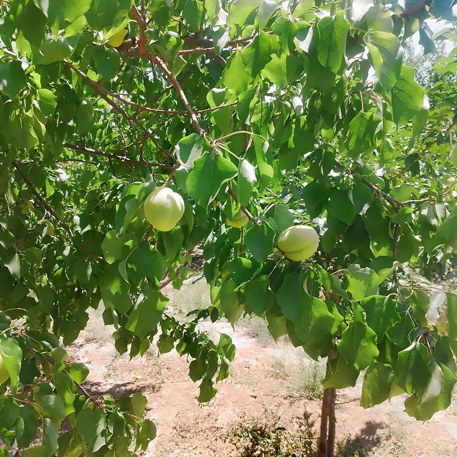 واگذاری یا سرمایه گذاری