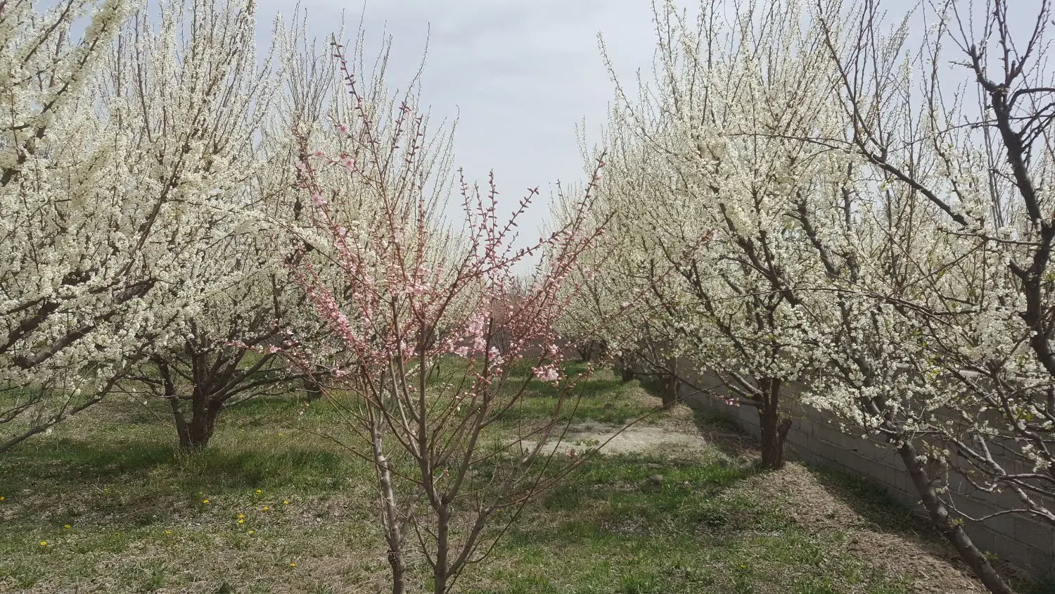 باغچه گلپرچین کوی چناران