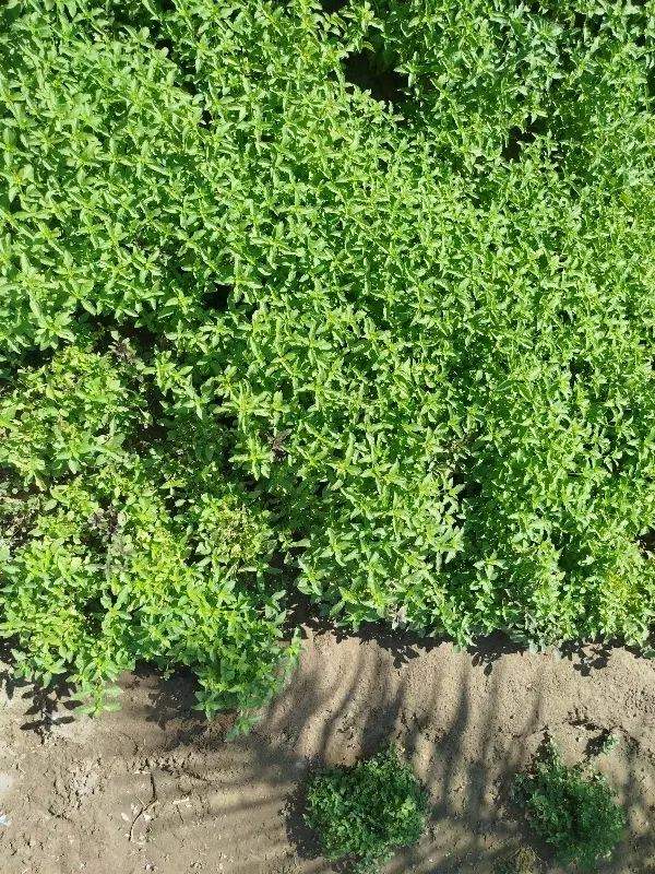 زمین کشاورزی در روستای تم گاوان