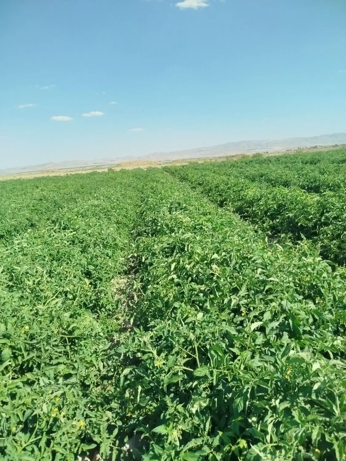 ۷هکتارزمین با آب کافی برای صیفی کاری میخام