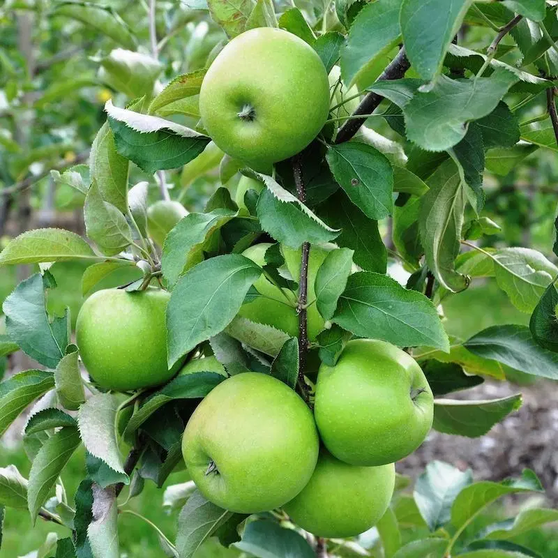 اجاره باغ سیب