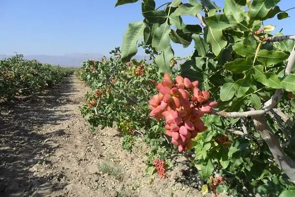 زمین