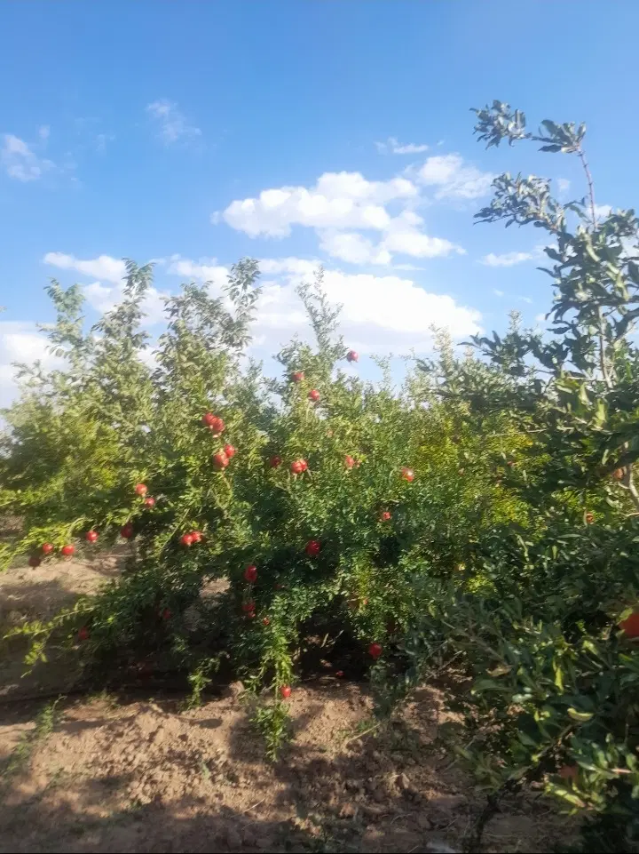 زمین و باغ پسته فروشی