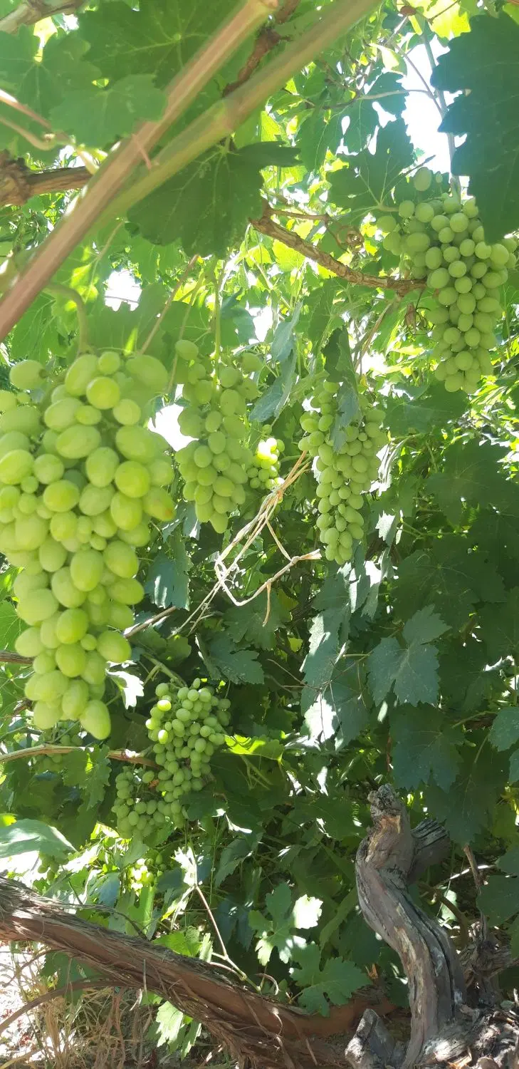 باغ ویلا حومه شهر