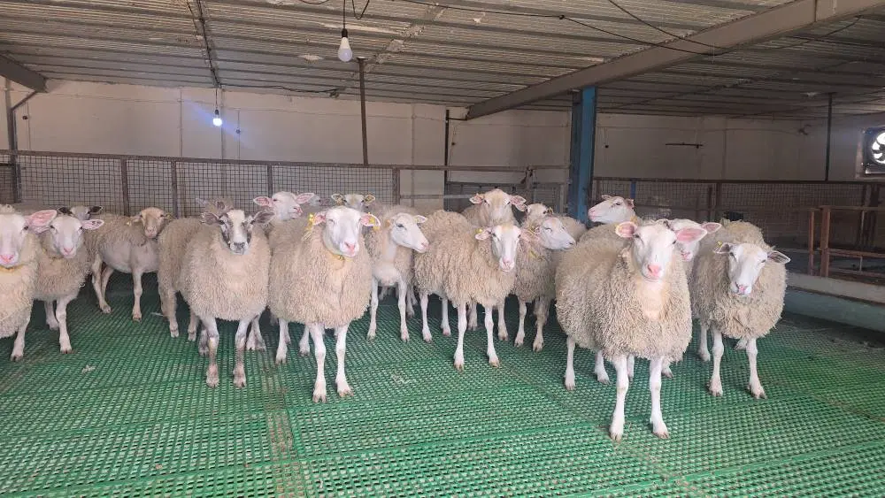 اجاره دامداری صنعتی ۲۰۰ راسی