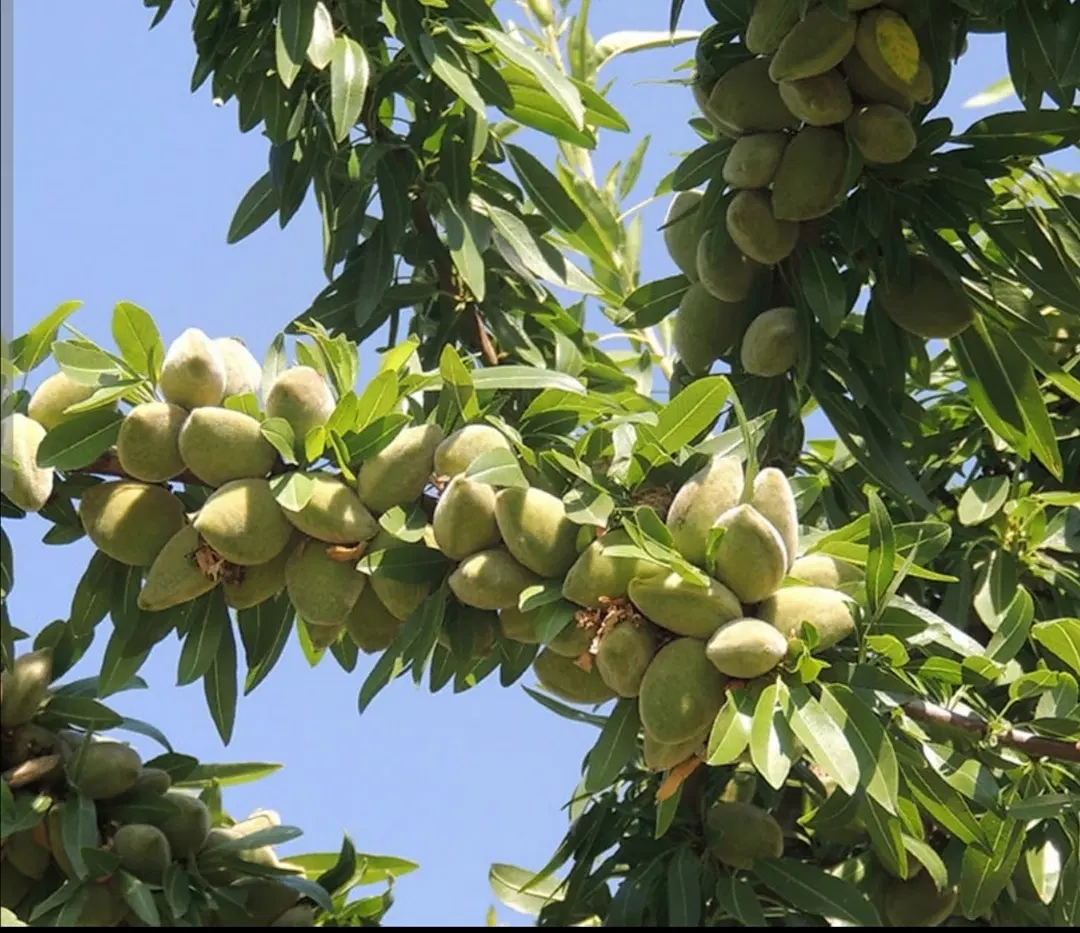 فروش باغ جلال  ابادقیمت مناسب
