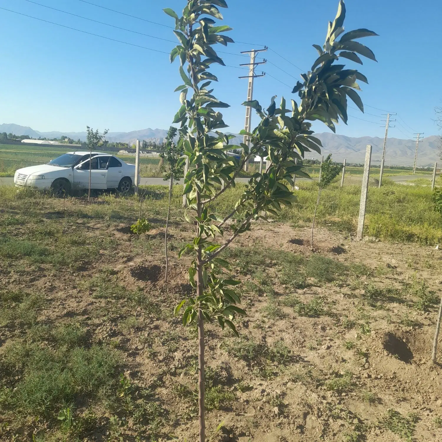 باغچه ابراهیم بیگی سنددار