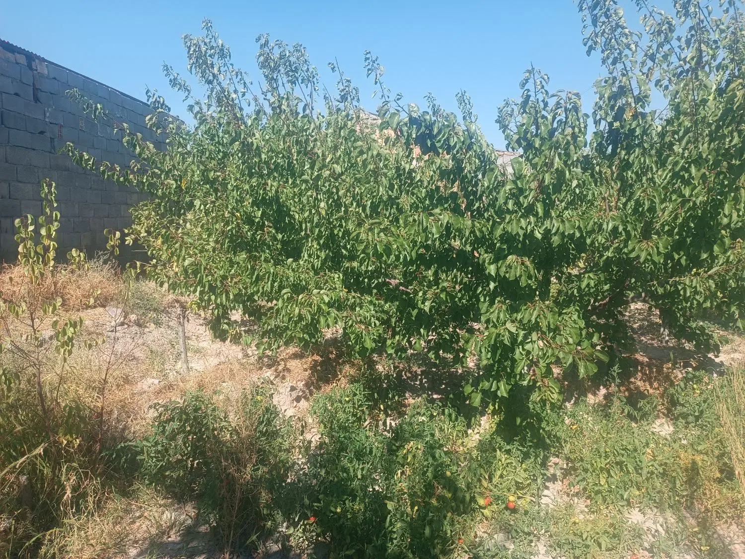 باغ ۵۰۰متری مسیر کانال باغمعروف