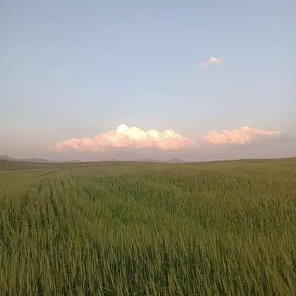 زمین کشاورزی