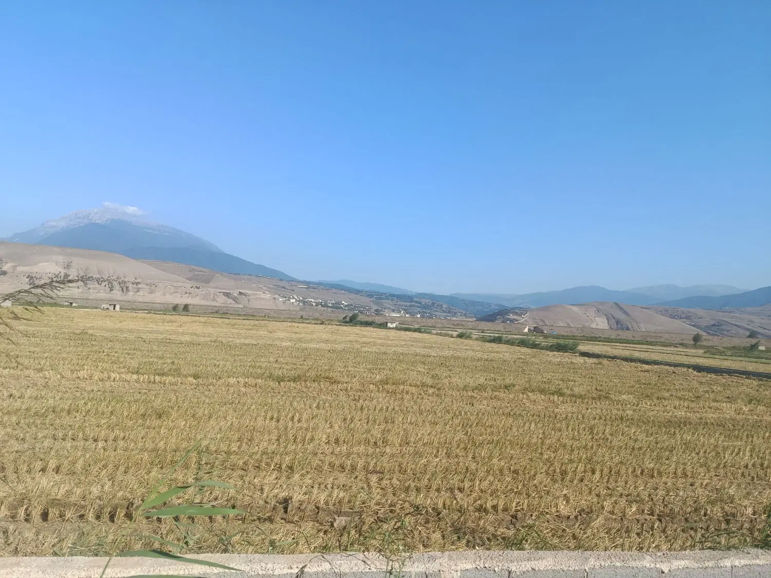 برنجزار در بهترین موقعیت مکانی رستم آباد