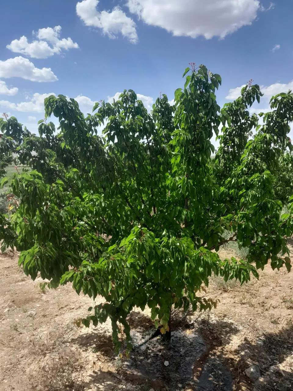 باغ دنج بزرگ