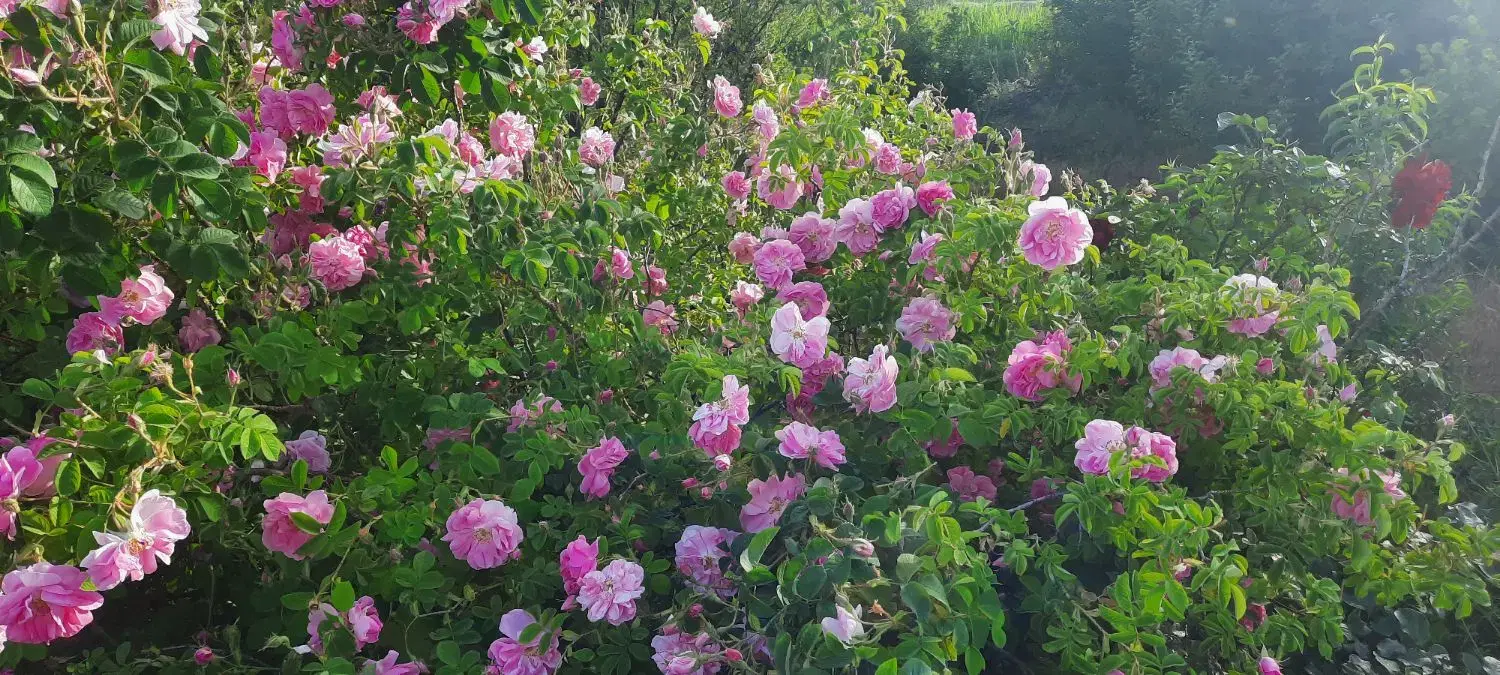 باغ ۱۶ ساله و ثمر بده